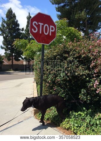 Stop Sign On Corner With Dog And Bush