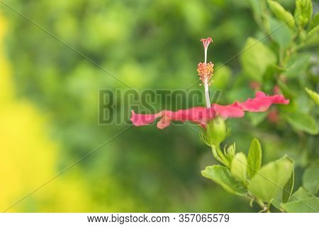 Red Hibiscus Blooming Flower On Hanta Road Near The North Nakagusuku Castle In Okinawa Island
