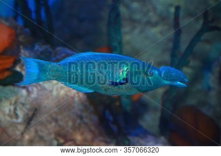 Green Birdmouth Wrase Fish (gomphosus Caeruleus) In Sea Water