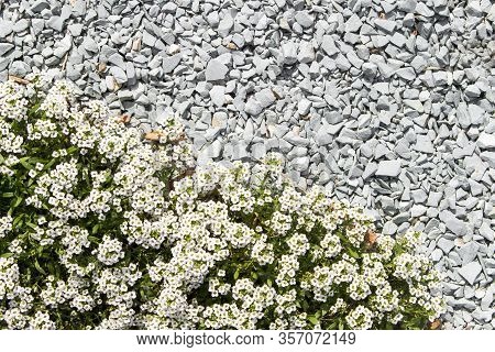 A Lot Of White Flowers Of The Alissum In Combination With A Path Covered With Small Gray Stone Crumb