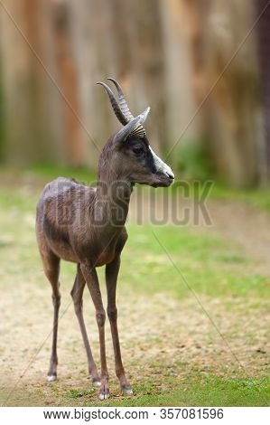 The Springbok (antidorcas Marsupialis), Pure Black Springbok Standing In An Open Space On The Pastur