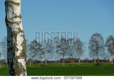 spring time in the german muensterland near borken