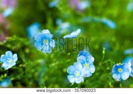 Blue Flax Flowers Grow In The Midst Of Dense Green Grass.