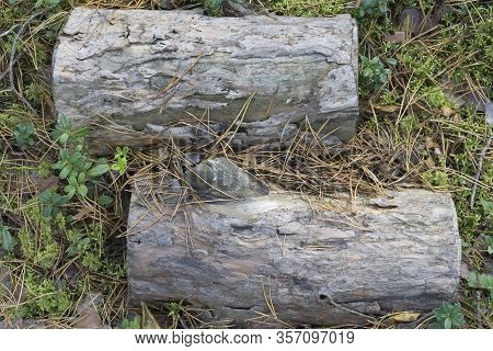 Rectangular Logs Lie On The Moss. Insert To Place Text. Structured Surface. Nature In The Forest. Co