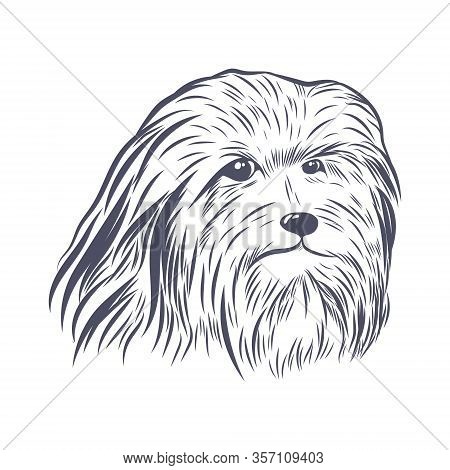 Lion Bichon Head Hand Drawn Vector Sketch. Bearded Collie Face Isolated On White Background.