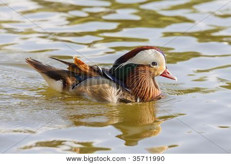 Kachnička mandarinská Male(aix Galericulata)