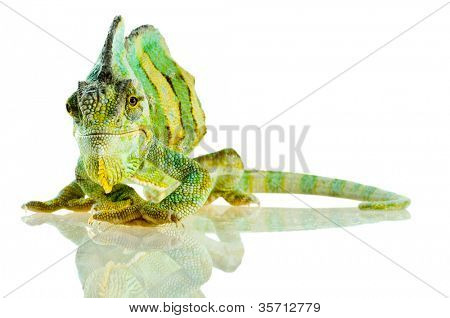 kis kaméleon. Elszigeteltség fehér