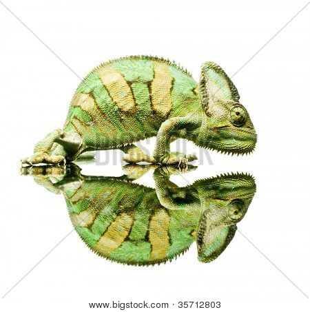 kis kaméleon. Elszigeteltség fehér