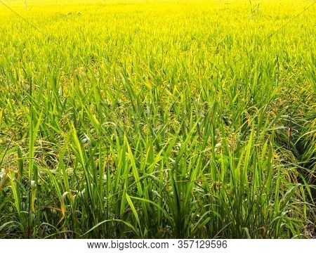 Lush Green Rice Field In The Mekong River Delta - Long Xuyen, Vietnam