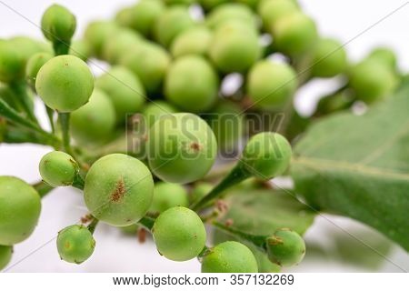 Solanum Torvum On A White Background.