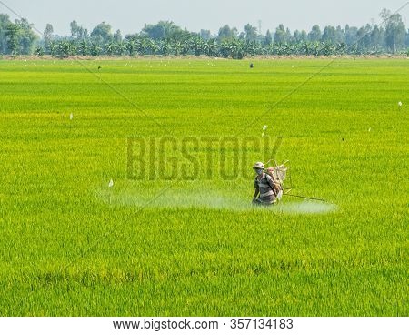Long Xuyen, Vietnam - February 4, 2016: A Man Is Spraying The Rice In The Mekong River Delta