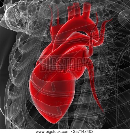 The Heart Is A Muscular Organ About The Size Of A Fist, Located Just Behind And Slightly Left Of The