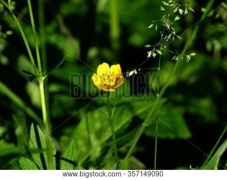 Meadow Grass Bluegrass And Buttercups Paigle On A Blurred Green Background