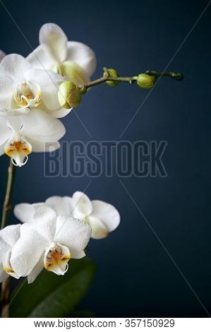 Branch Of A Blossoming White Orchid On Dark Blue Background
