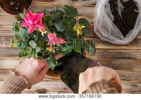 Woman Hands Transplanting Rose Flower Plant A Into A New Pot With Iron Shovel, Soil On The Wooden Pl