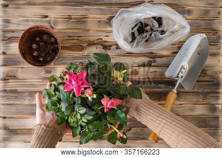 Woman Hands Transplanting Rose Flower Plant A Into A New Pot With Iron Shovel, Soil On The Wooden Pl