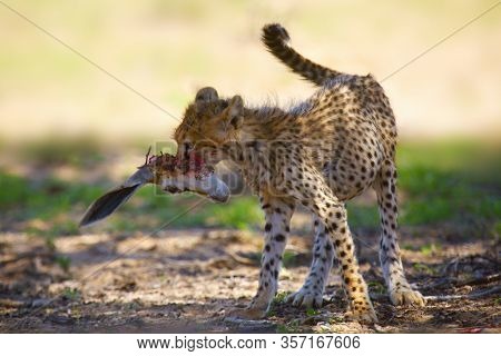 The Cheetah Cub (acinonyx Jubatus), Also Known As The Hunting Leopard. Young Cheetah With The Head O