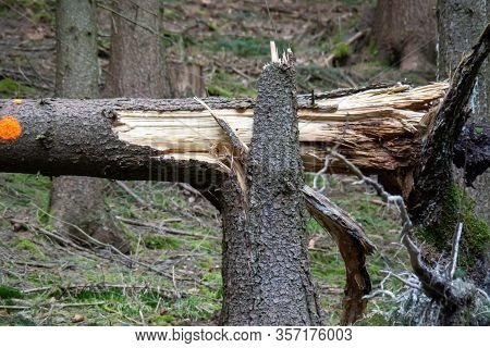 Storm Damage. Fallen Trees In The Forest After A Storm