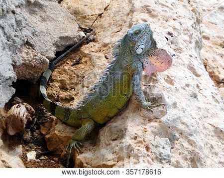 Big iguana on a stone in the sun