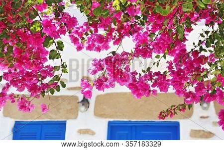 Blooming Pink Bougainvillea Flowers At Koufonisia Islands Cyclades Greece