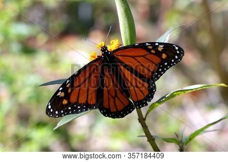 Big red butterfly on a branch in the wild