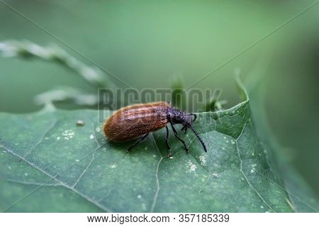 A Close Up Of A Beetle On A Plant