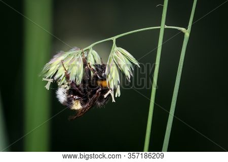 Portrait, Close-up Of A Bumble Bee On A Plant