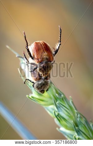 A Close Up Of A Beetle On A Plant