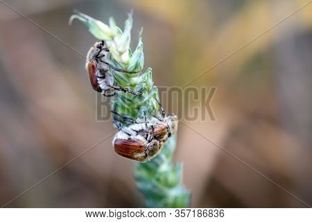 A Close Up Of A Beetle On A Plant