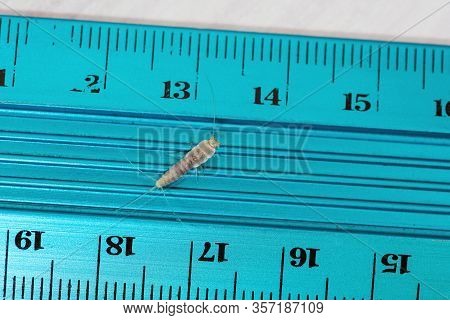 Firebrat (thermobia Domestica) Sits On A Ruler Showing Its Natural Size. Insect Lepisma Saccharina I