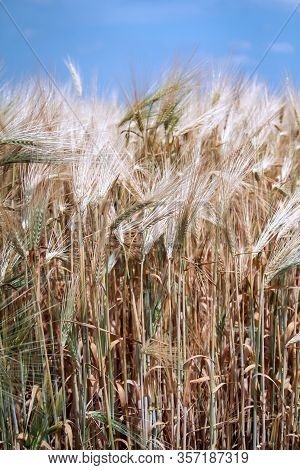 Ears Of A Grain Field In The Summer Just Before The Harves