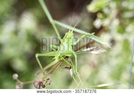 Close-up Of A Green Grasshopper In The Scrub