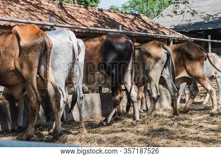 Livestock Farming That Produces Methane Gas Into The Atmosphere, Which Is A Greenhouse Gas, Affects 