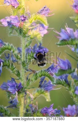 Portrait, Close-up Of A Bumble Bee On A Plant