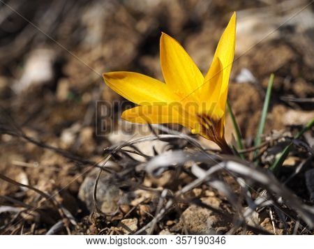 Crocus Angustifolius Plant From The Iris Family (iridaceae)