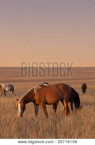Chevaux paissant dans les pâturages de la soirée