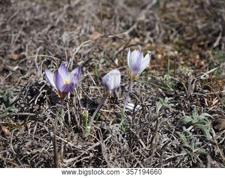 Crocus Tauricus Plant From The Iris Family (iridaceae)
