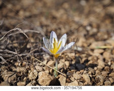 Crocus Tauricus Plant From The Iris Family (iridaceae)