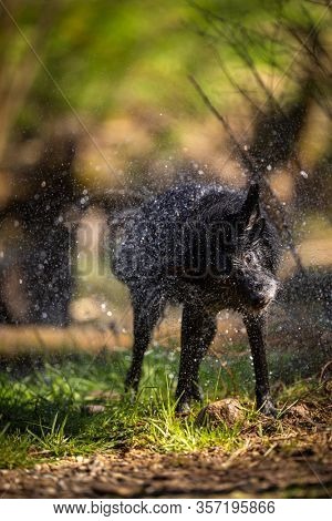 Wagging the dog - cute black dog getting rid of water in his fur after a swim, shaking it off