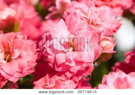 Aranjmani blossfeldiana / makro çekim