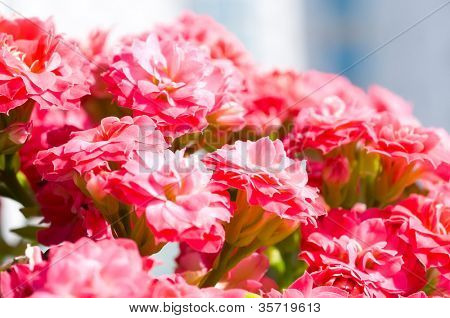 Aranjmani blossfeldiana / makro çekim