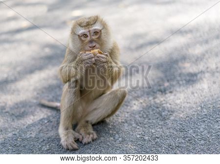 Crab-eating Macaque, Thailand. Portrait Of A Monkey On A Blurred Background. Monkey Is Eating Coconu
