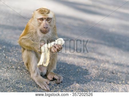 Crab-eating Macaque, Thailand. Portrait Of A Monkey On A Blurred Background. The Monkey Is Eating A 