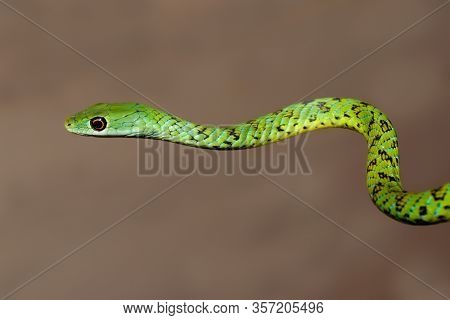Portrait of a spotted bush snake (Philothamnus semivariegatus), South Africa
