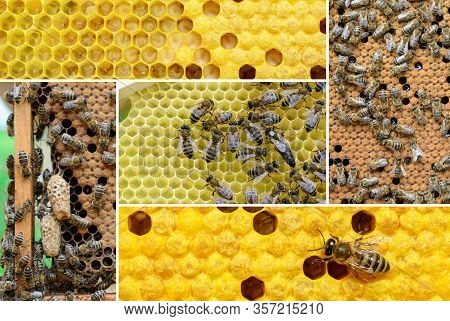 Reproduction Of Bees. How Bees Multiply. Photo Collage On Bee Breeding. Beekeeping Concept.