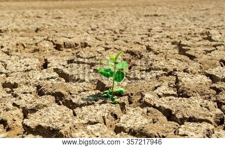 Drought Soil Tree On The Ground Of Ecology And The Environment