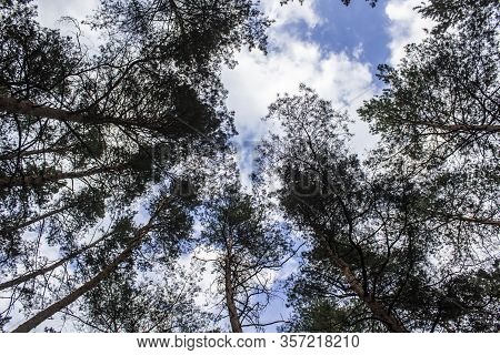Tall Dry Pine Trees Against The Blue Sky. Beautiful Coniferous Trees Against The Blue Sky. The Tops