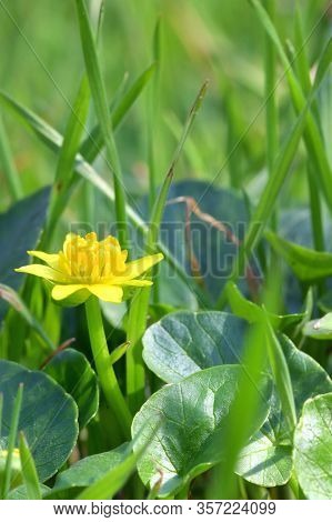 A Fig Buttercup Blooming In Early Spring