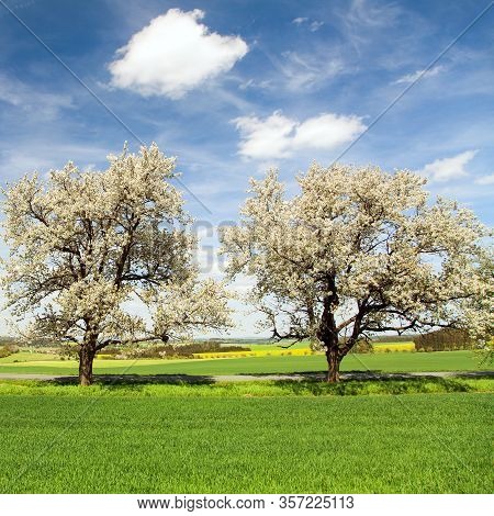 Road And Alley Of Flowering Cherry Trees In Latin Prunus Cerasus With Beautiful Sky. White Colored F