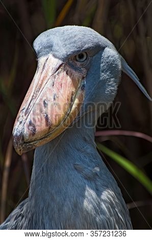The Whale-head, Or King's Heron, Is A Bird Of The Order Stork-like.